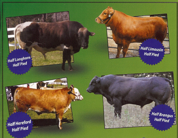 limousin jersey cross