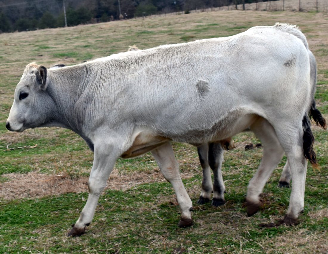 Beaver Creek Farm Piedmontese Cattle