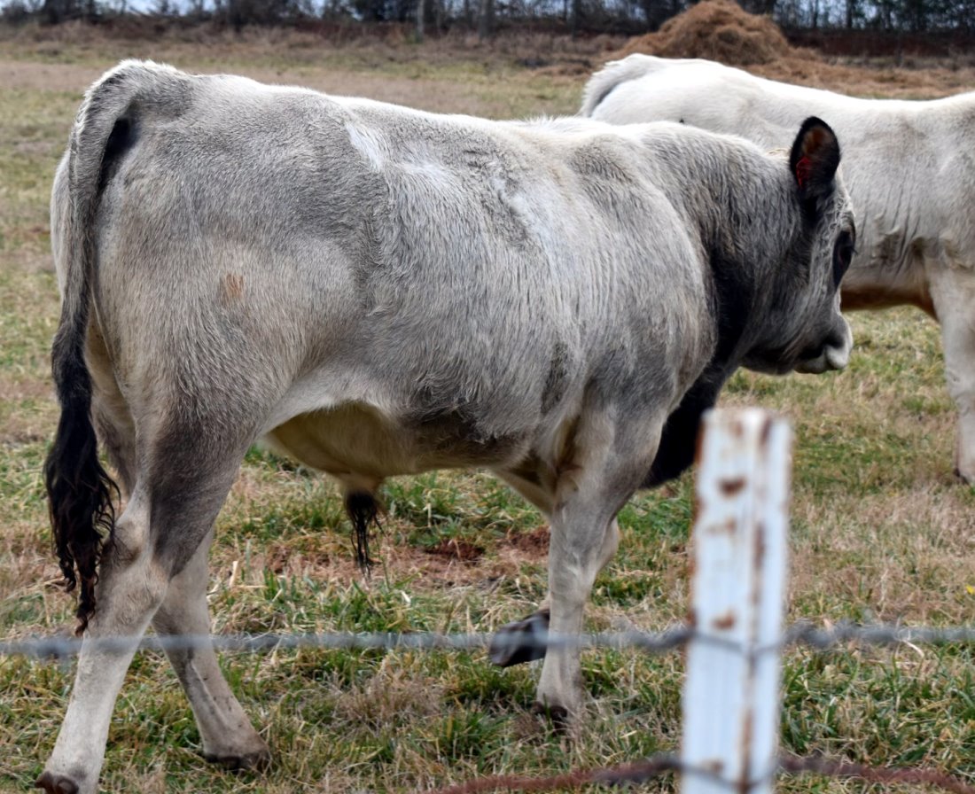 Beaver Creek Farm Piedmontese Cattle