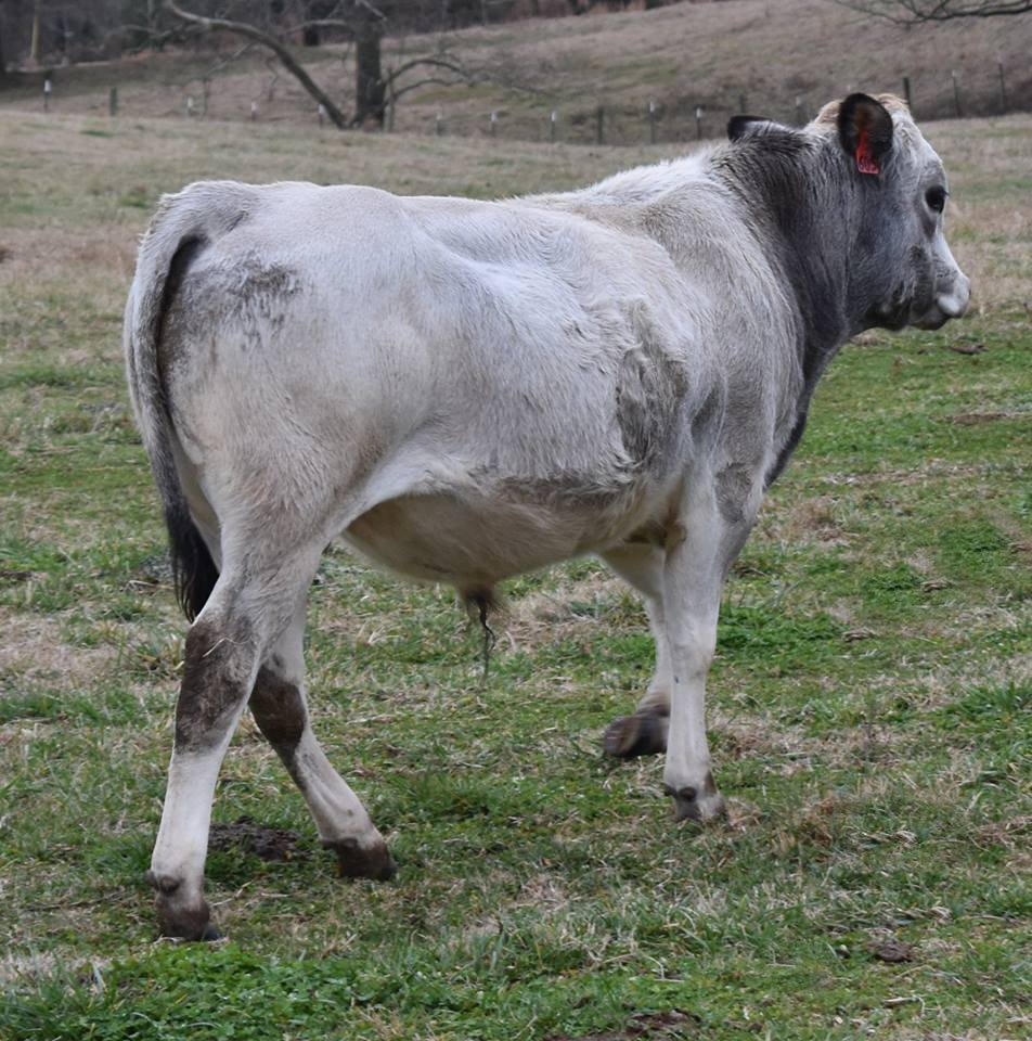 Beaver Creek Farm Piedmontese Cattle