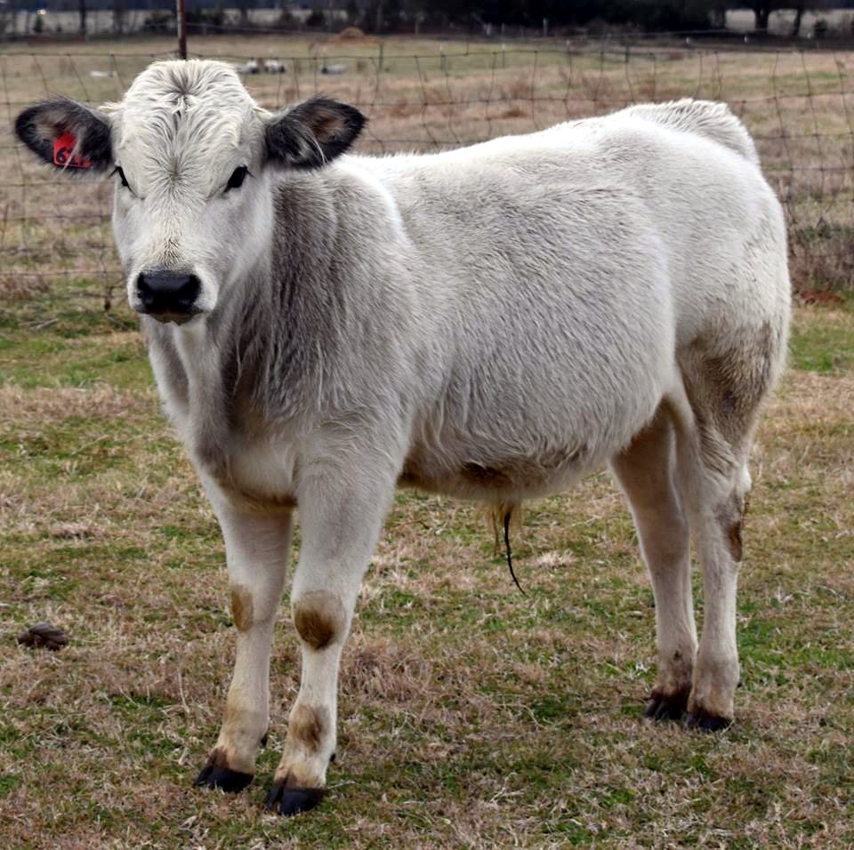 Beaver Creek Farm Piedmontese Cattle