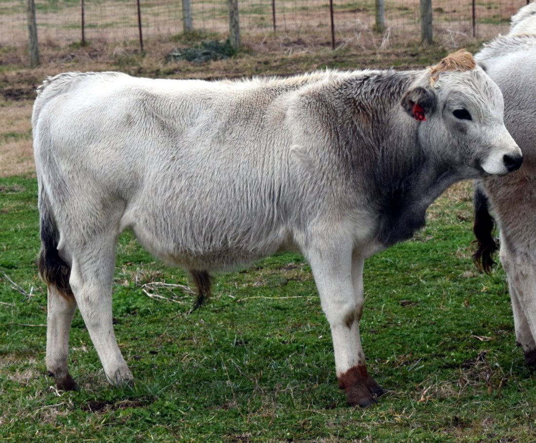 Beaver Creek Farm Piedmontese Cattle