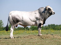 Paride